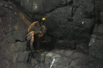 © Edwin Howson  <em>Watcher on the Rocks</em>
