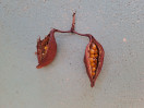 © Jeanette Davidson  <em>Neatly packed</em>