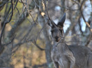 © Jeanette Davidson  <em>Thirsty roo,Toodyay</em>