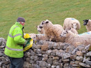 © Jeanette Davidson  <em>Feeding the boys</em>