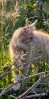 © Rodney Dinnen  <em>Maine coon softly softly = NFS</em>