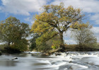 © Sue Best  <em>Wenning Oak *</em>
