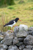 © Angus King  <em>Striding Out</em>