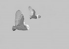 © David Crutchley  <em>Barn Owls*</em>