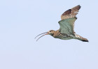 © David Crutchley  <em>The Call of the Curlew*</em>