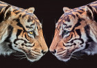 © Elaine Newington Ward  <em>Two tigers</em>