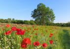 © Elaine Newington Ward  <em>Summer field</em>
