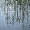 © Gill Pinkerton  <em>Reflective Reeds ##</em>