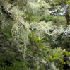 © Gill Pinkerton  <em>Lichen #</em>