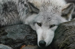 © Graham Wood  <em>Wolf Eyes</em>