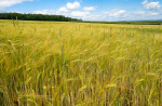© Graham Wood  <em>Summer Harvest *</em>