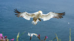 © Ian Lively  <em>Suspended Grace</em>