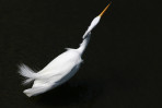 © Jane Graham  <em>Egret</em>
