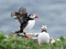 © Sue Best  <em>Drying Off *</em>