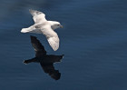 © Tim Fearon  <em>Fulmar</em>