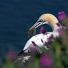 © Tim Fearon  <em>Nesting Gannet#</em>