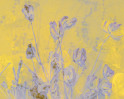 © Yvonne Fairclough  <em>Seed Heads  *</em>