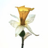 © Yvonne Fairclough  <em>Daffodil Study ##</em>