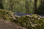 © Andy Best  <em>Bluebells Over The Wall</em>