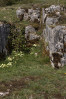 © Andy Best  <em>Limestone</em>