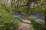 © Andy Best  <em>Bluebell Woods</em>