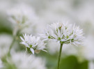 © Brian Blinkhorn  <em>Ramsons</em>