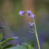 © Brian Blinkhorn  <em>Bluebell Portrait</em>
