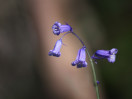 © Brian Blinkhorn  <em>Another Bluebell Portrait</em>
