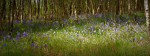 © Edwin Howson  <em>Blue Bells , Silver Birch (wide)</em>