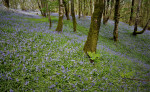 © Edwin Howson  <em>Bluebells Lft Trees Rt</em>