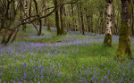 © Edwin Howson  <em>Bluebells partly framed</em>