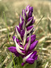 © Gill Pinkerton  <em>Early Purple Orchid</em>