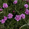 © Gill Pinkerton  <em>Thrift</em>