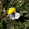 © Gill Pinkerton  <em>Early butterfly</em>