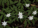 © Harry Pinkerton  <em>Anemone Nemerosa Vestal Flore Plena</em>