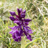 © Harry Pinkerton  <em>Early Purple Orchid</em>