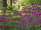 © Harry Pinkerton  <em>Mealy primrose</em>