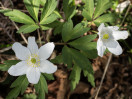 © Harry Pinkerton  <em>Wood Anemone</em>