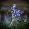 © Ian Lively  <em>Enchanted</em>