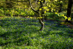 © Ian Lively  <em>Dappled Light</em>