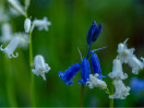 © Ian Lively  <em>Odd One Out</em>