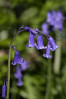 © Peter Robinson  <em>Middleton Woods 2</em>