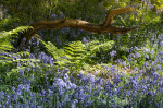 © Peter Robinson  <em>Middleton Woods 3</em>