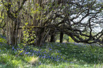 © Rodney Dinnen  <em>hazel grove</em>