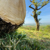 © Rodney Dinnen  <em>strimmed sward hacked Hazel annihilated Ash</em>