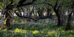 © Rodney Dinnen  <em>Ash througharch of  Hazel</em>