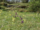© Sue Best  <em>Woodland Spring Carpet</em>