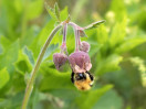 © Sue Best  <em>Pollen Collection</em>