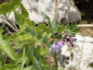 © Sue Best  <em>Bush Vetch</em>