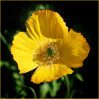 © Sue Haddrill  <em>Meconopsis cambrica</em>